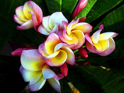 (image for) Plumeria Rubra 'Gold Holland' (6 Seeds) - Click Image to Close